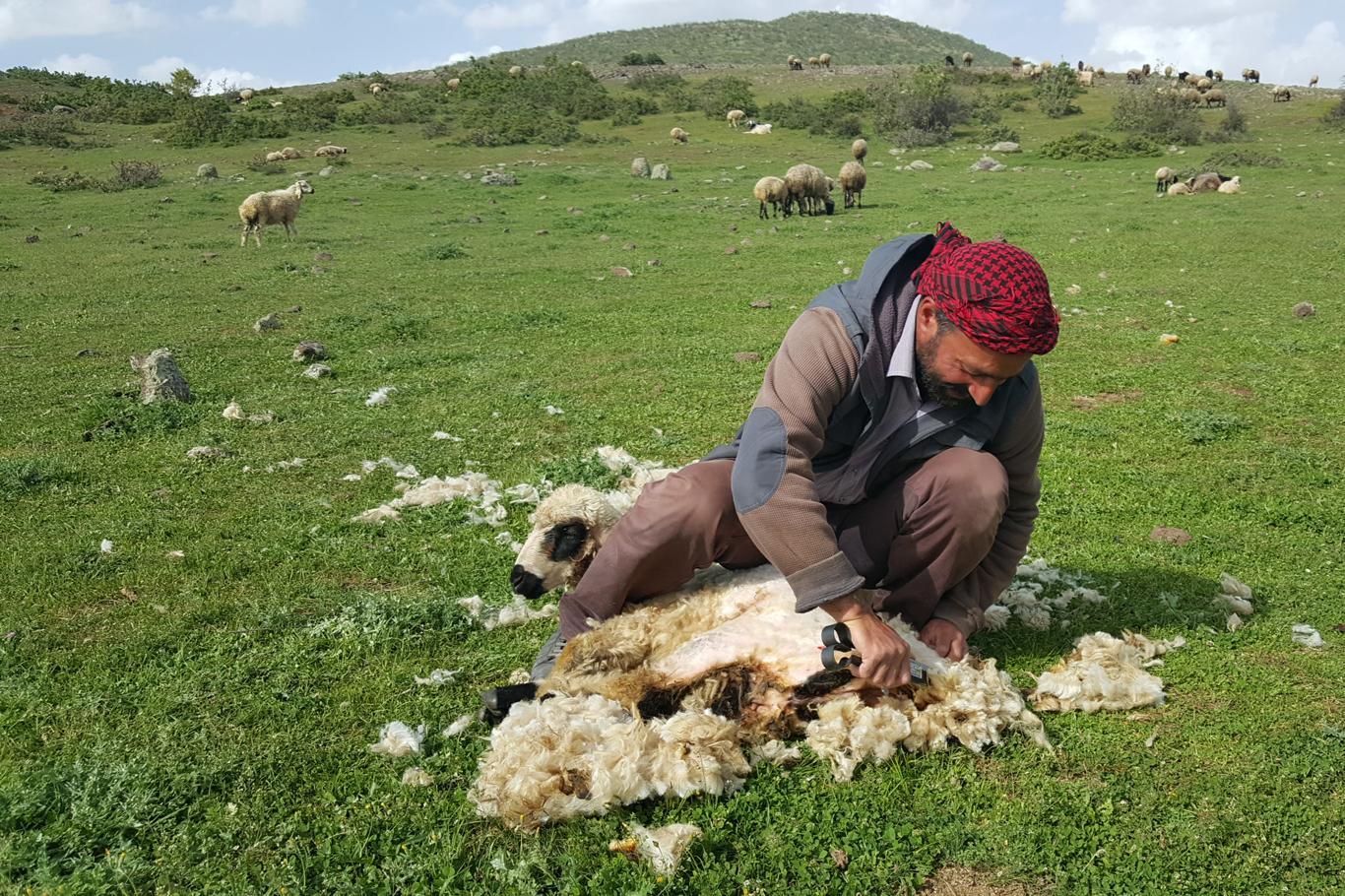 Koyun kırkma zamanı Koyun kırkma zamanı